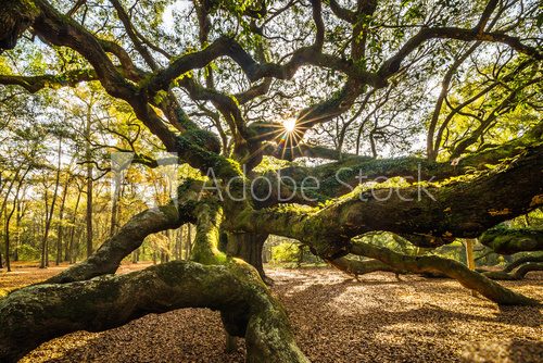 Fototapeta Angel Oak tree near Charleston
