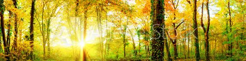 Fototapeta Autumn forest with sun rays