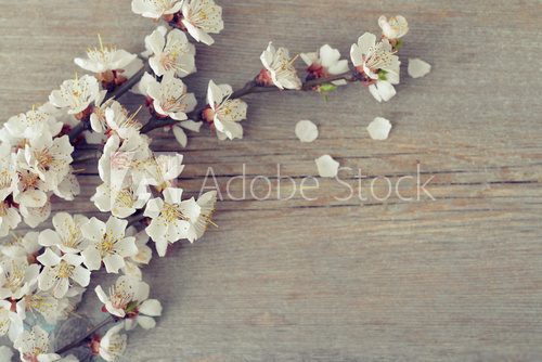 Fototapeta Beautyful blossom branch