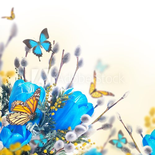 Fototapeta Blue tulips with mimosa and butterfly, spring background