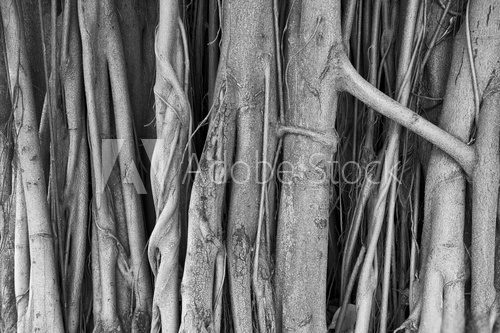Fototapeta Brazilian strangler fig banyan tree roots in a close-up abstract monochromatic black and white textured background