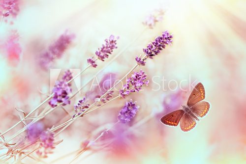 Fototapeta Butterfly in lavender garden