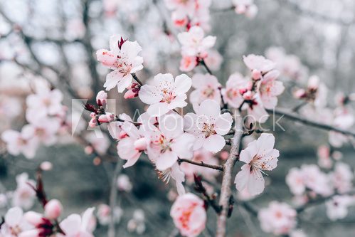 Fototapeta cherry blossom in spring
