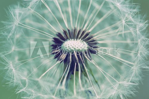 Fototapeta close up of Dandelion with abstract color