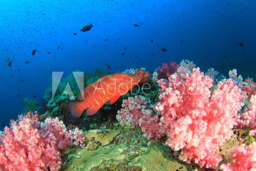 Fototapeta Coral Reef and Fish school underwater in ocean
