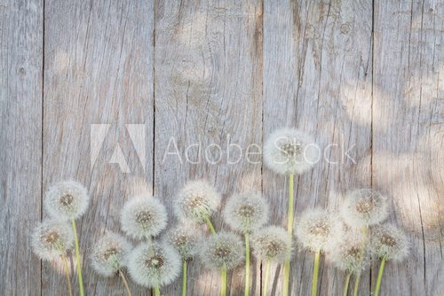 Fototapeta Dandelion flowers on wood