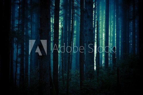 Fototapeta Dark Creepy Forest