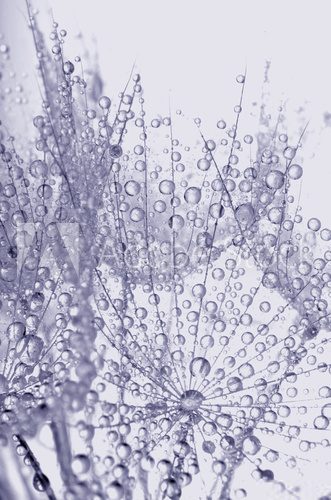 Fototapeta dew drops on a dandelion