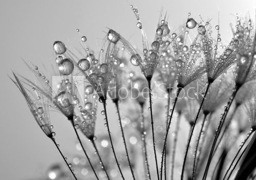 Fototapeta dewy dandelion