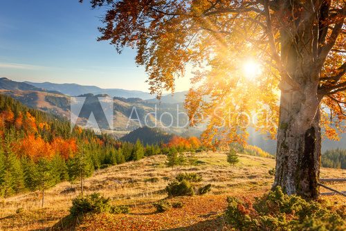 Fototapeta Early Morning Autumnal Landscape - yellow old tree against the