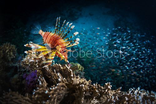 Fototapeta Fish with coral reef
