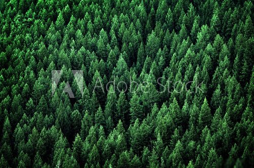 Fototapeta Forest of Pine Trees in Wilderness Mountains