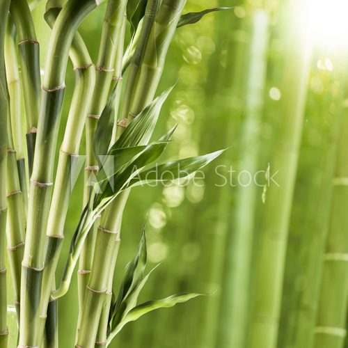Fototapeta Fresh Bamboo