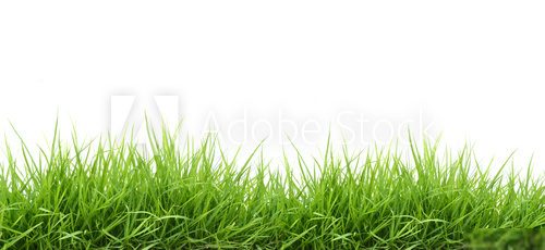 Fototapeta fresh spring green grass