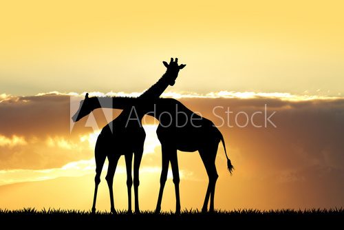 Fototapeta giraffe silhouette at sunset
