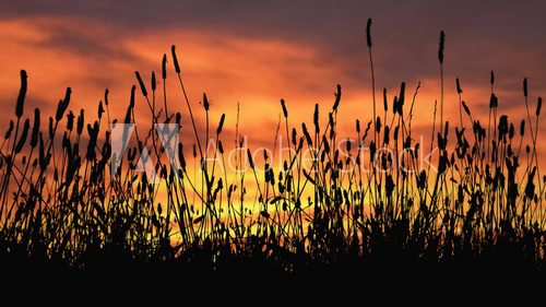 Fototapeta Grass silhouettes at sunset