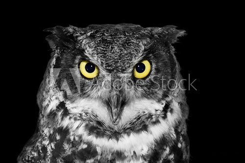 Fototapeta Great Horned owl in BW