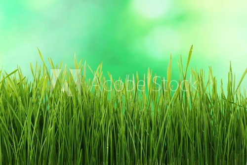 Fototapeta Green grass on green background