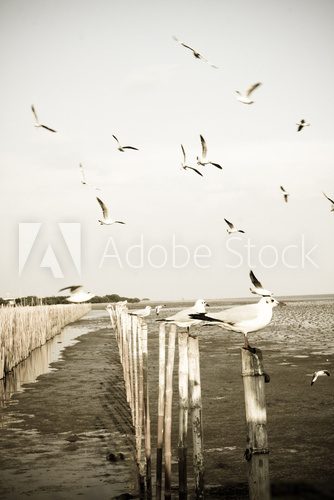 Fototapeta Gulls, flying and hooked seagull at the sea.