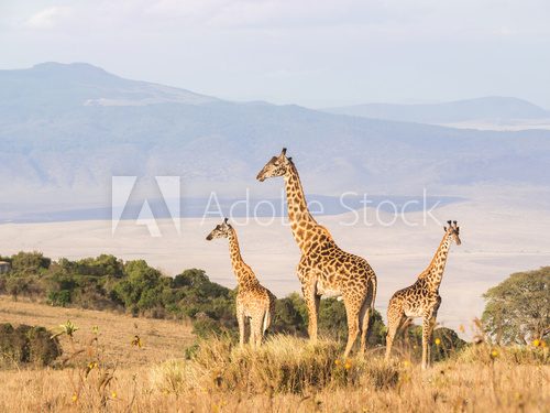 Fototapeta Herd of giraffes on the rim of the Ngorongoro Crater in Tanzania, Africa, at sunset.