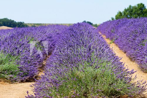 Fototapeta Lavender field at summer