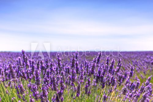 Fototapeta Lavender flower blooming fields horizon. Valensole Provence, Fra