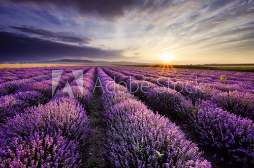 Fototapeta Lavender Sunrise