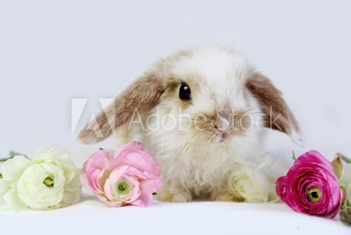 Fototapeta little bunny