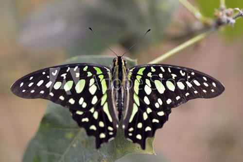 Fototapeta Macro of  tailed jay butterfly (Graphium agamemnon) on leaf