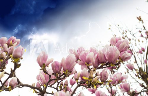 Fototapeta Magnolia Tree Blossom, Spring Season
