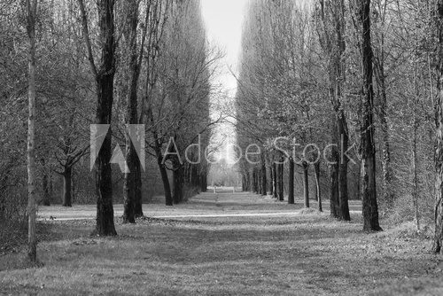 Fototapeta Milan (Italy): Parco Nord at winter