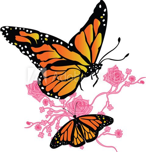 Fototapeta Monarch Butterfly
