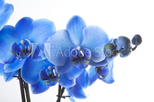 Fototapeta OrchidÃ©e Bleue