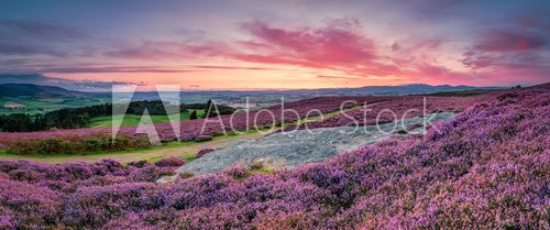 Fototapeta Panorama at Twilight over Rothbury Heather, on the terraces, which walk offers views over the Coquet Valley to the Simonside and Cheviot Hills, heather covers the hillside in summer