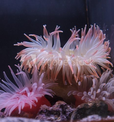 Fototapeta Pink anemone, Urticina crassicornis, on a reef in the ocean