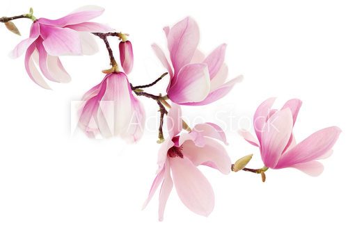 Fototapeta Pink spring magnolia flowers branch