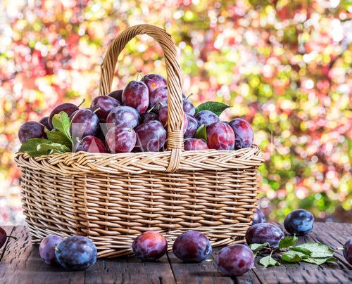 Fototapeta Plum harvest. Ripe plums in the basket on the table.
