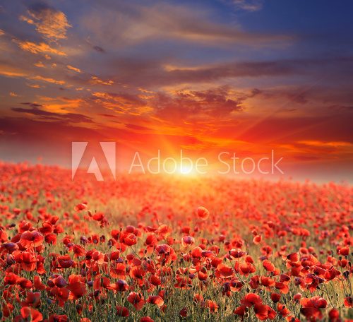 Fototapeta poppy field on sunset