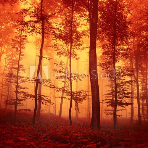 Fototapeta Red colored forest scene