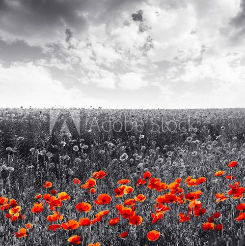 Fototapeta Red poppy flowers for Remembrance Day / Sunday