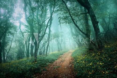Fototapeta Road through a mysterious dark forest in fog with green leaves a