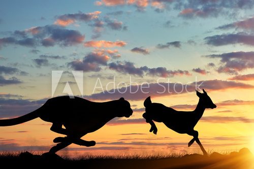 Fototapeta  Silhouette of a cheetah running after a gazelle