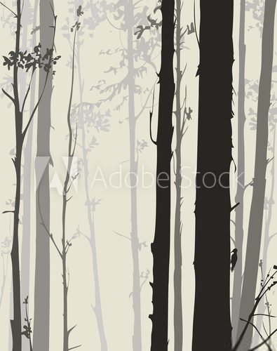 Fototapeta silhouette of the forest