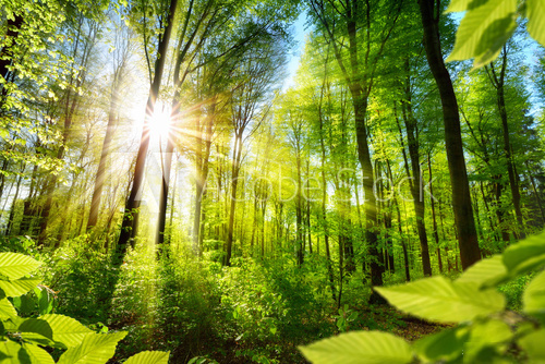 Fototapeta Sonnenbeschienene LaubbÃ¤ume im Wald