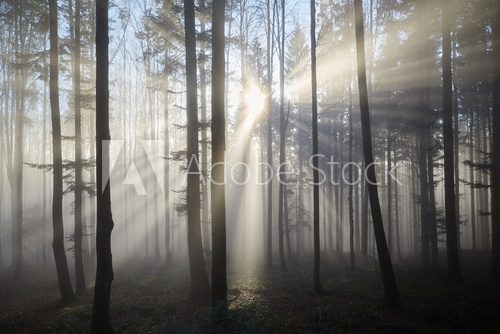 Fototapeta Sun rays through the foggy forrest