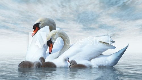 Fototapeta Swan family - 3D render