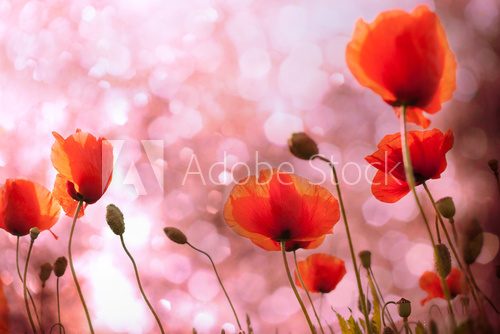 Fototapeta Three red poppies
