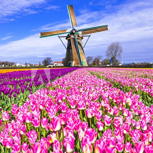 Fototapeta traditional Holland countryside - windmills and tulips