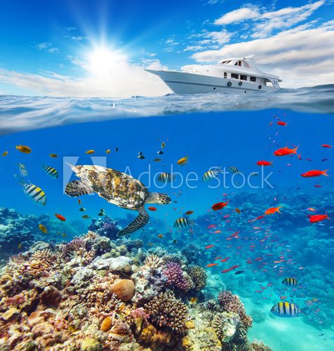 Fototapeta Underwater coral reef with horizon and water surface