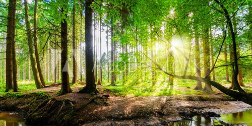 Fototapeta Wald mit Sonne